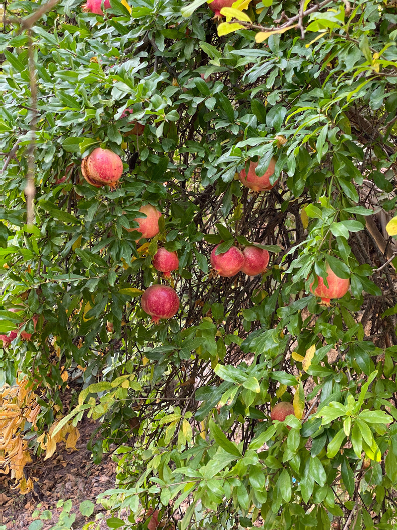 Pomegranate Molasis دبس رمان ٥٠٠ غرام