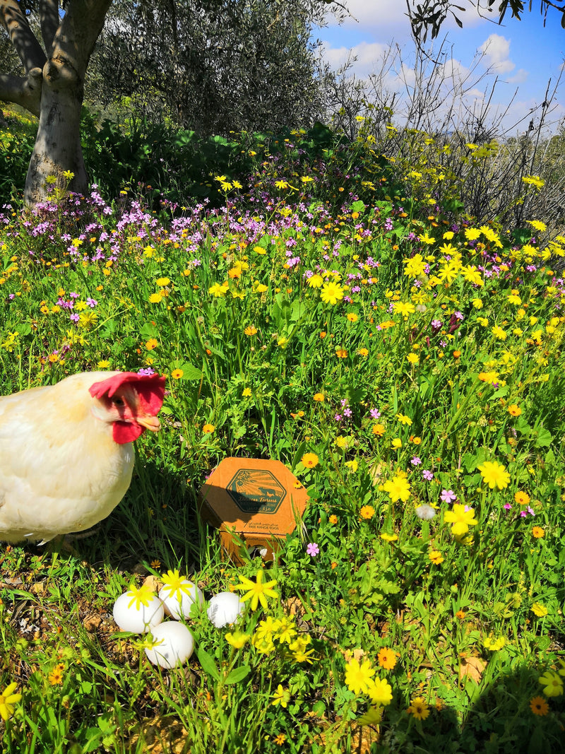 Free Range Eggs 14 pack